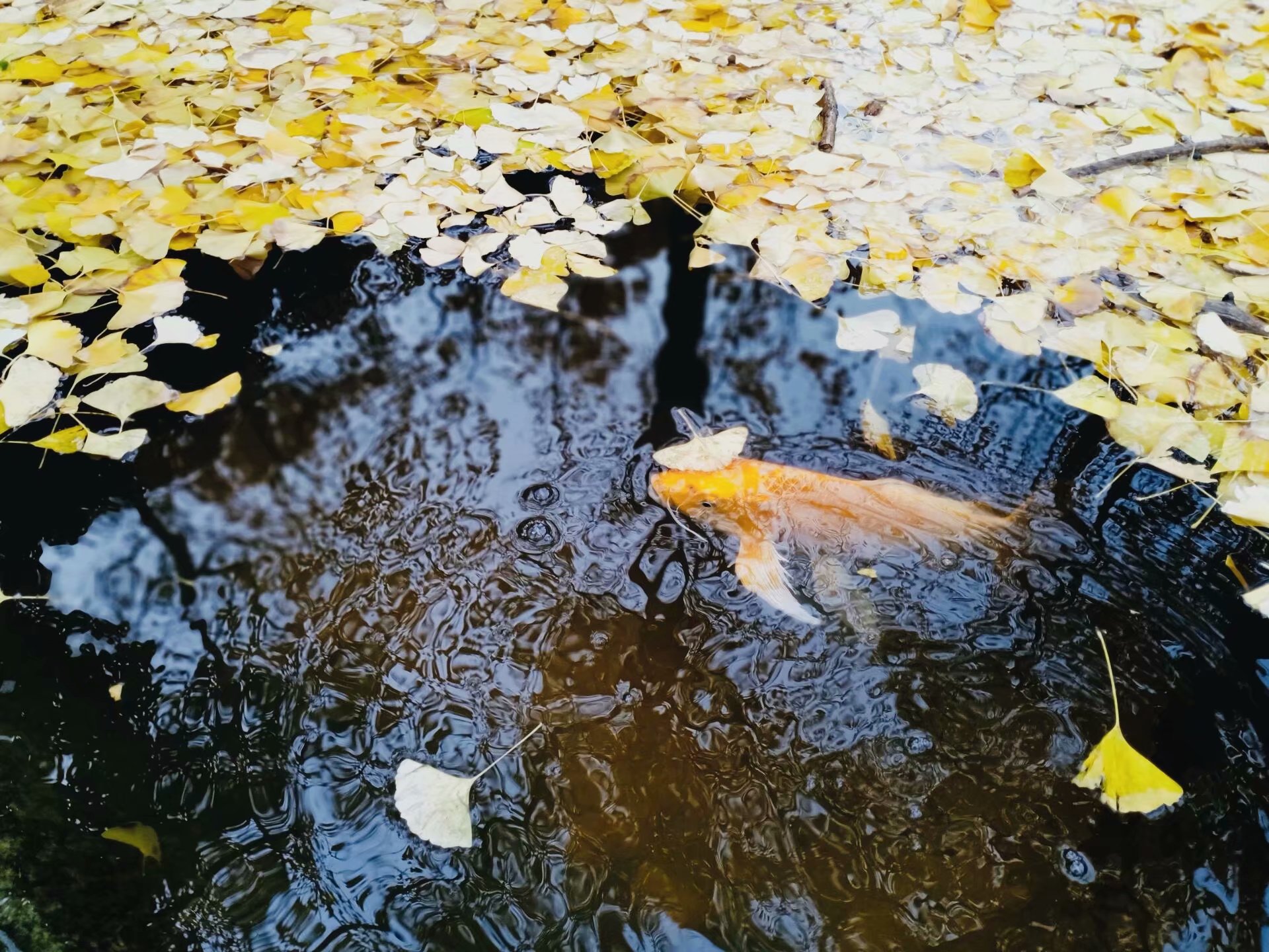 成都华大医药卫生学校校园环境