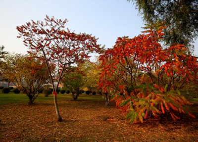 四川矿产机电幼师学院